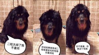 Disco性狂热,舞动时代的音乐传奇与时尚风潮