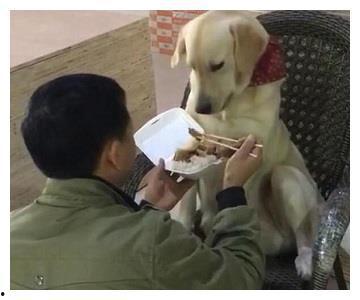 犬父老爸,温情演绎父爱如山的故事